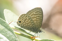 Ionolyce helicon -0552 - Doi-Suthep - 13/11/23
