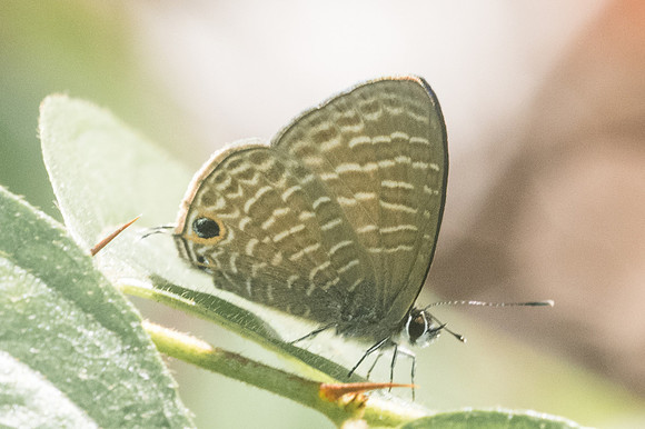 Ionolyce helicon -0552 - Doi-Suthep - 13/11/23