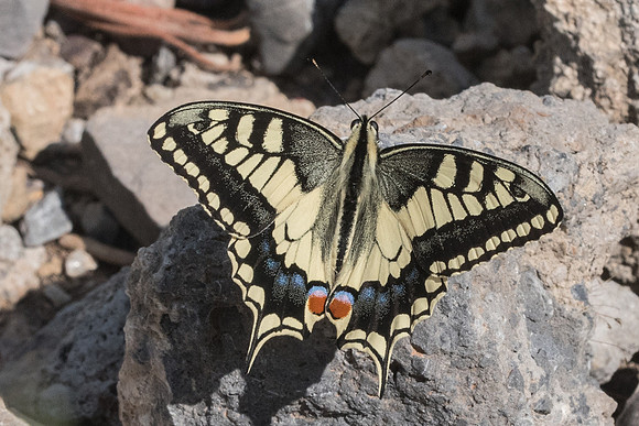 Papilio machaon-6294 - Crete - 29/05/23