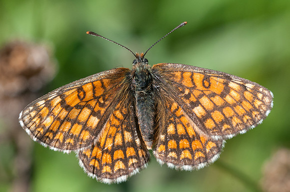 Melitaea phoebe --4798