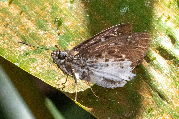 Darpa striata striata--8