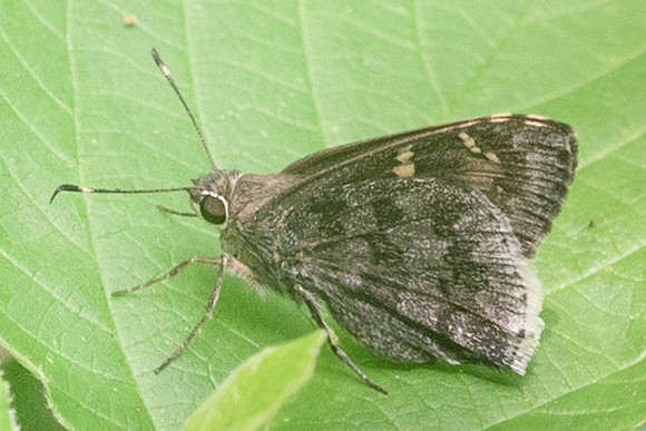 Cogia hippalus--2186