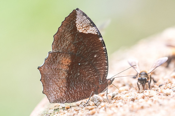 Elymnias hypermnestra id --4593 - Chiang Dao - 12/03/23