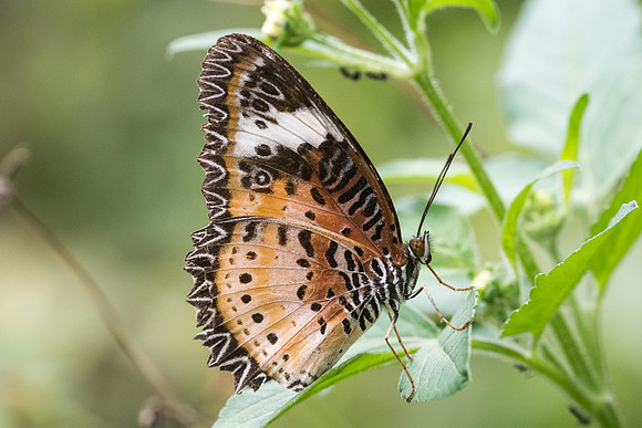 Cethosia cyane euanthes-8297 - Koh Samui - 16/03/23