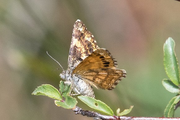 Isturgia famula