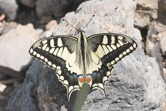 Papilio machaon-6304 - Crete - 29/05/23