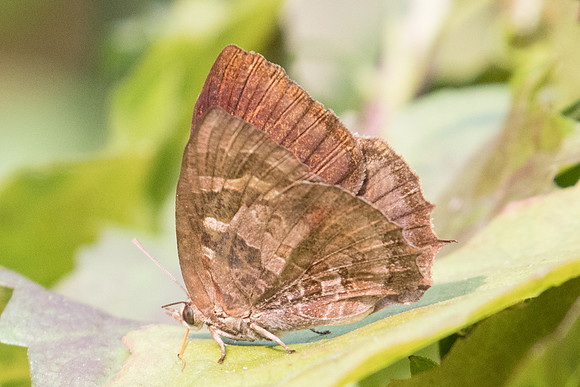 Flos adriana-2444 - Doi-Suthep - 8/03/23