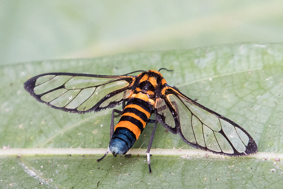 .Amata compta---25 - Doi-Suthep - 8/03/23