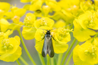 Adela reaumurella 3264 - Arbonne la forêt - 30/04/23