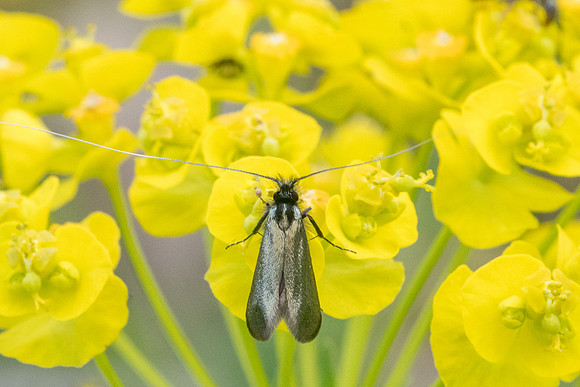 Adela reaumurella 3264 - Arbonne la forêt - 30/04/23