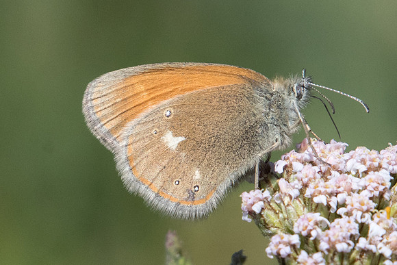 Coenonympha glycerion ssp bertolis-6567