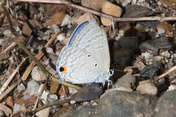 Catochrysops strabo-1967 - Chiang Dao - 15/11/23