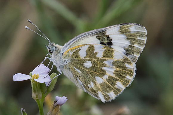 Pontia edusa-6954
