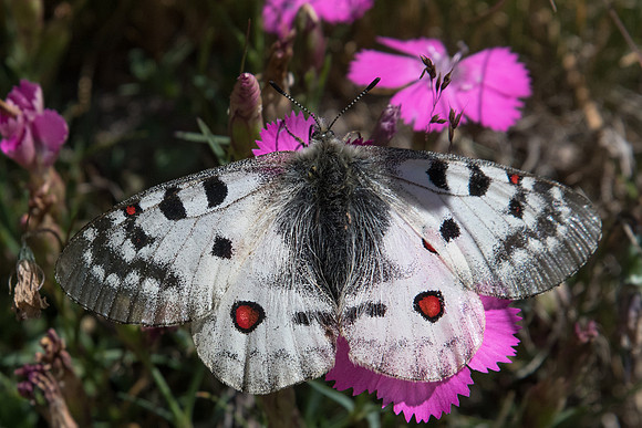 Parnassius sacerdos-1214