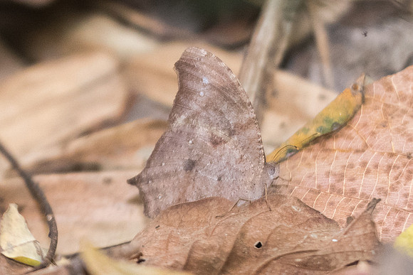 Melanitis leda-1737 - Doi-Suthep - 8/03/23