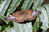 Euthalia teuta-7265 - Phanom Bencha National Park - 28/11/23