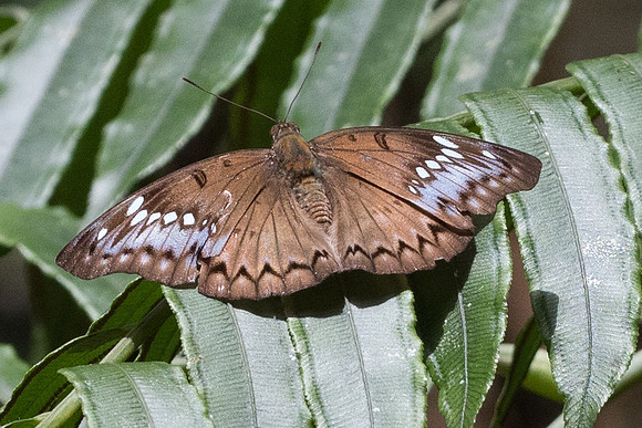 Euthalia teuta-7265 - Phanom Bencha National Park - 28/11/23