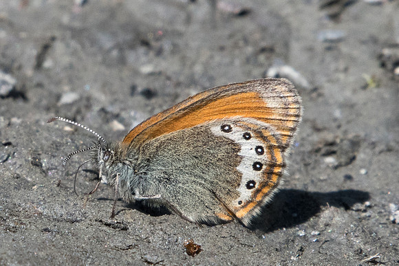 Coenonympha gardetta-2159