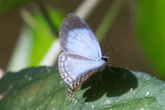 Jamides malaccanus--1038 - Koh Samui - 18/03/23