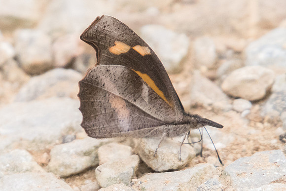 Libythea myrrha sanguinalis-2766 - Chiang dao - 11/03/23