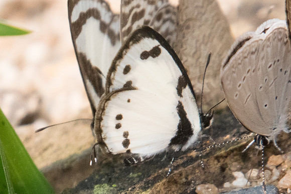 Caleta roxus roxana -2418 - Chiang Dao - 11/03/23