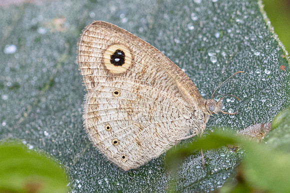 Ypthima cf similis-4058 - Fang Hot Springs - 21/03/24