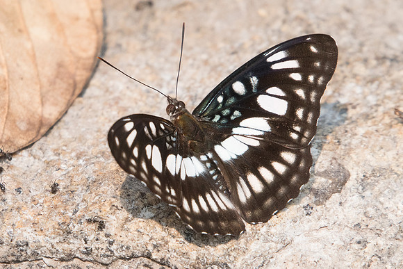 Athyma ranga ranga-2868 - Doi-Suthep - 8/03/23