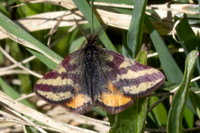 Lythria plumularia-1050