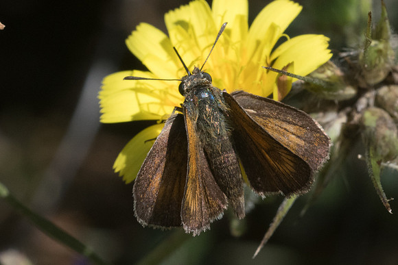 Thymelicus sylvestris-7058