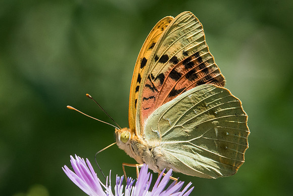 Argynnis pandora-7218
