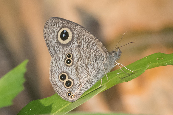 Ypthima baldus-0401 - Doi Suthep - 13/11/23