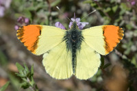 Anthocharis euphenoides-9012 - Belgentier - 13/04/21