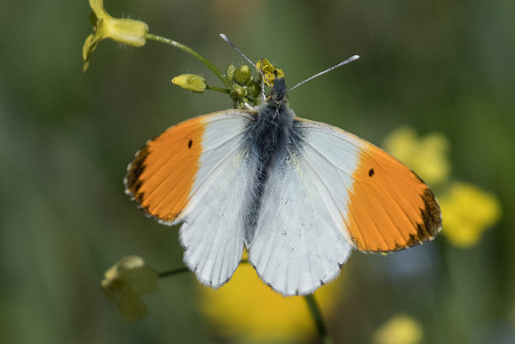Anthocharis cardamines ♂-1277 - Alexandroupoli - 9/04/22