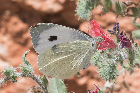 Pieris brassicae-5647