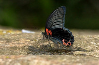 Papilio agenor--16 - Inthason waterfall - 31/01/26