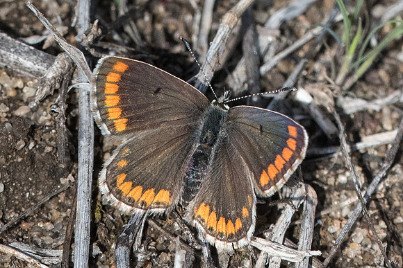 Aricia cramera-7989 - Montejaque - 9/03/22