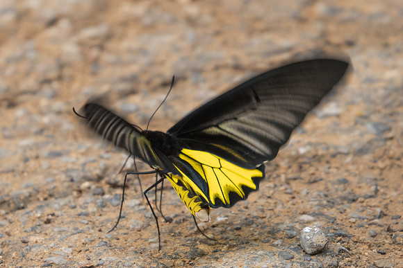 Troides aeacus aeacus-3089 Chiang Dao - 12/03/23