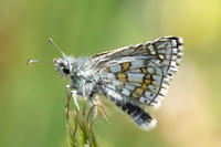 Pyrgus sidae-8536 - Puits de Rians - 3/06/25