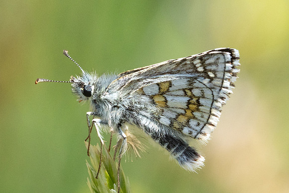 Pyrgus sidae-8536 - Puits de Rians - 3/06/25