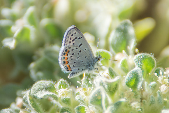 27102017-Plebejus acmon-8109