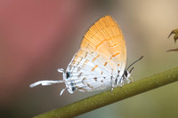 Drupadia ravindra-6604 - Doi-Suthep - 14/03/23