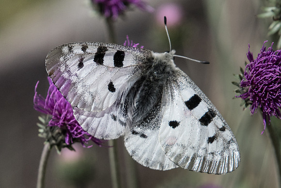 Parnassius apollo-7037