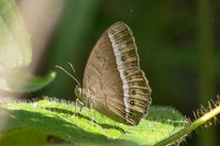 Mycalesis orseis--11 - Jardin d'hivers 960m - 2/02/26