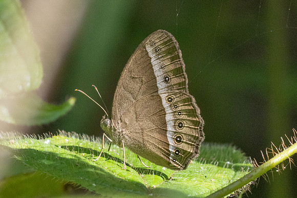 Mycalesis orseis--11 - Jardin d'hivers 960m - 2/02/26