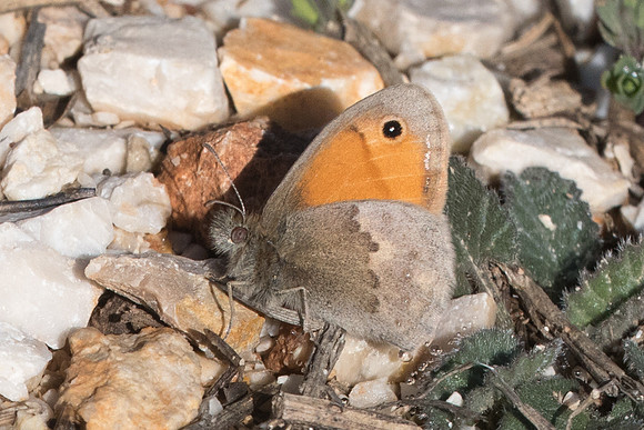Coenonympha pamphilus-7713 - Montejaque