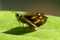 Potanthus pseudomaesa-5985