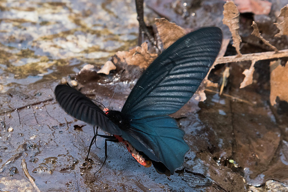 Atrophaneura aidoneus-6764 - Doi-Suthep - 10/03/23