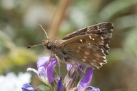 Carcharodus alceae-6235