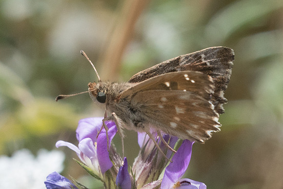 Carcharodus alceae-6235