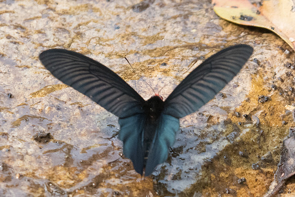 Atrophaneura aidoneus-6692 - Doi-Suthep - 10/03/23